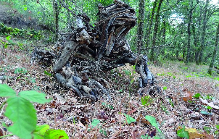 Eco-esculturas | "Conexões Naturais" 